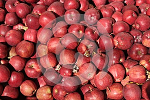 Red Delicious apples