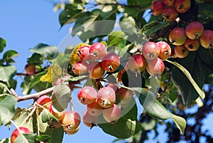 Red delicious apples grow on a tree in the garden