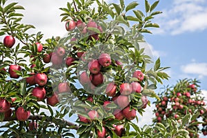 Red Delicious Apples in the Hudson Valley
