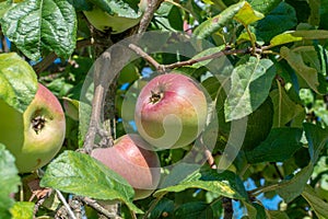 Red delicious apples with water drops. Shiny delicious apples hanging from a tree branch in an apple orchard. Ripening