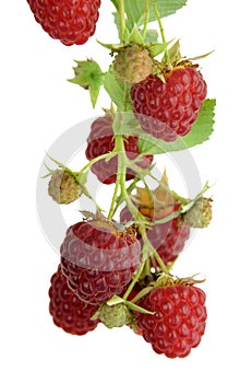 Red delicious organic raspberry. Isolated. Branch with berries. Close-up.