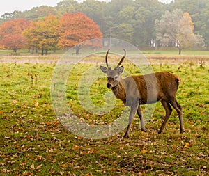 Red der stag