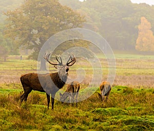 Red der stag