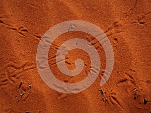 Red desert animal tracks in Central Australia