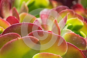 Red Desert Plant