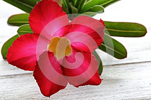 Red Desert Rose