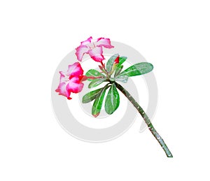 Red desert rose flower  blooming or adenium bud  isolated on white  background , clipping path