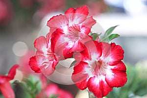 Red desert rose patterns or adenium blooming in garden background