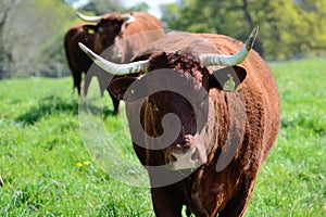 Red Devon cow with horns