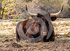 Red Devon cow resting in a field and staring at the camera