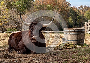 Red Devon cow resting in a field and staring at the camera