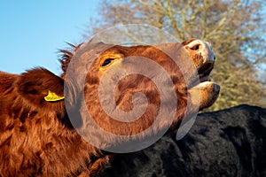 Red dexter cow mooing in the sunshine