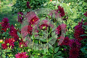 Red Dhalia variety Chat Noir flowering in a garden