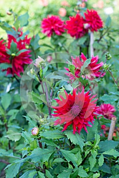 Red Dhalia variety Lover Boy flowering in a garden