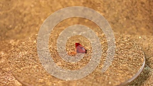 Red diamond on golden background in jewelry shop