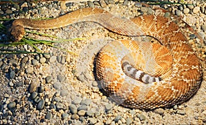 Red diamond rattlesnake.