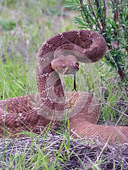 A red diamond rattlesnake ready to strike