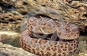 Red diamond rattlesnake