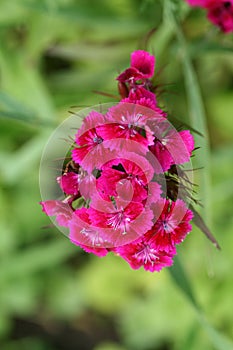 Red dianthus barbatus