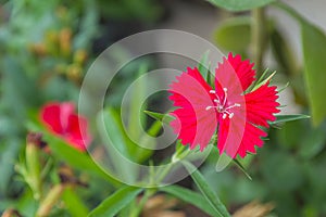 Red dianthus chinensis China Pink in the garden