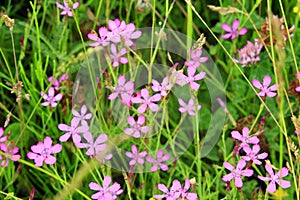 Red dianthus deltoides