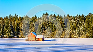 Red dilapidated and abandoned house in a wide snow covered field in Glen Valley in the Fraser Valley of British Columbia