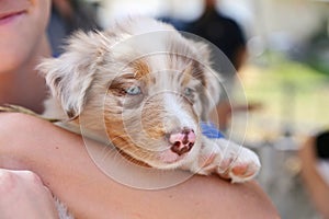 Red Diluted Merle Australian Shepherd Puppy with Blue Eyes photo
