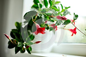 Red Dipladenia flower growing in the pot on the windowsill at home