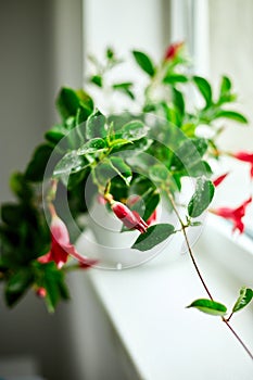 Red Dipladenia flower growing in the pot on the windowsill at home