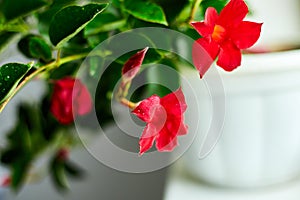 Red Dipladenia flower growing in the pot on the windowsill at home