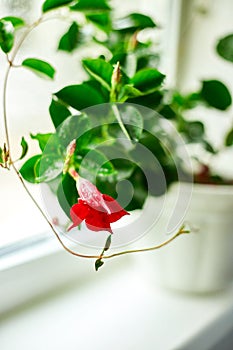 Red Dipladenia flower growing in the pot on the windowsill at home