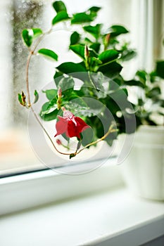 Red Dipladenia flower growing in the pot on the windowsill at home