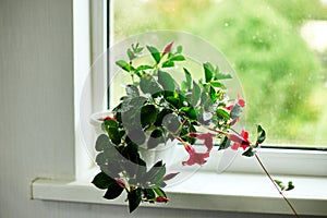 Red Dipladenia flower growing in the pot on the windowsill at home