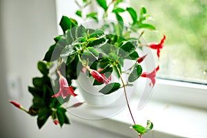 Red Dipladenia flower growing in the pot on the windowsill at home