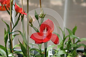 Red disa orchid