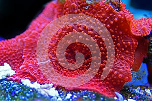 Red Discosoma bright mushroom soft coral - Discosomatidae sp. photo