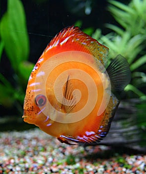 Red discus