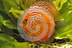 Red discus fish