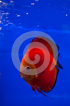 Red discus fish