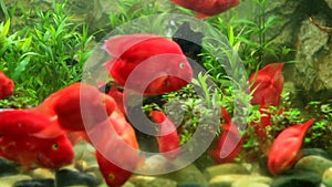 red discus fish