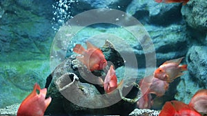 red discus fish