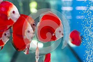 Red Discus Fish