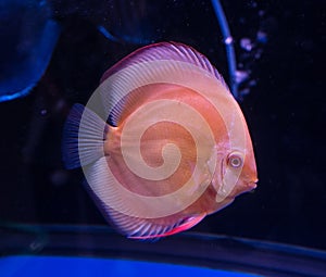 Red discus fish