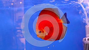 Red discus fish