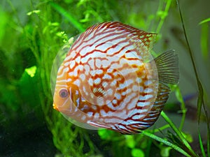 Red discus fish