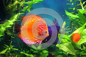 Red discus fish in aquarium