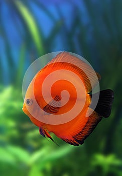 Red discus fish in aquarium