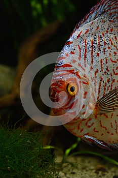 Red discus fish in natural environment