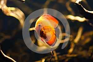 Red Discus fish swimming underwater close-up.