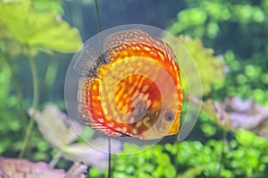 Red discus fish or symphysodon discus